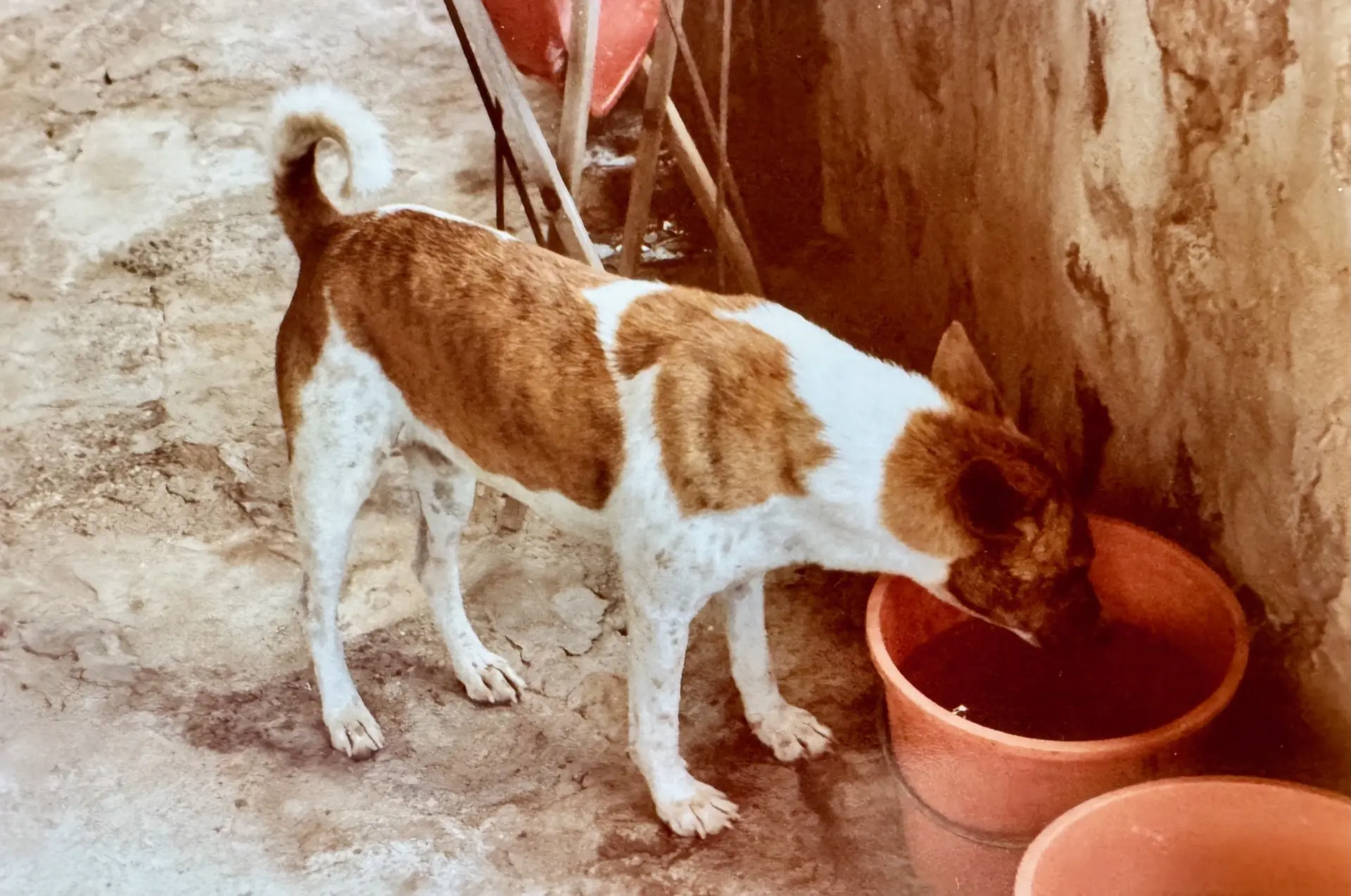 Nzuma, camp dog