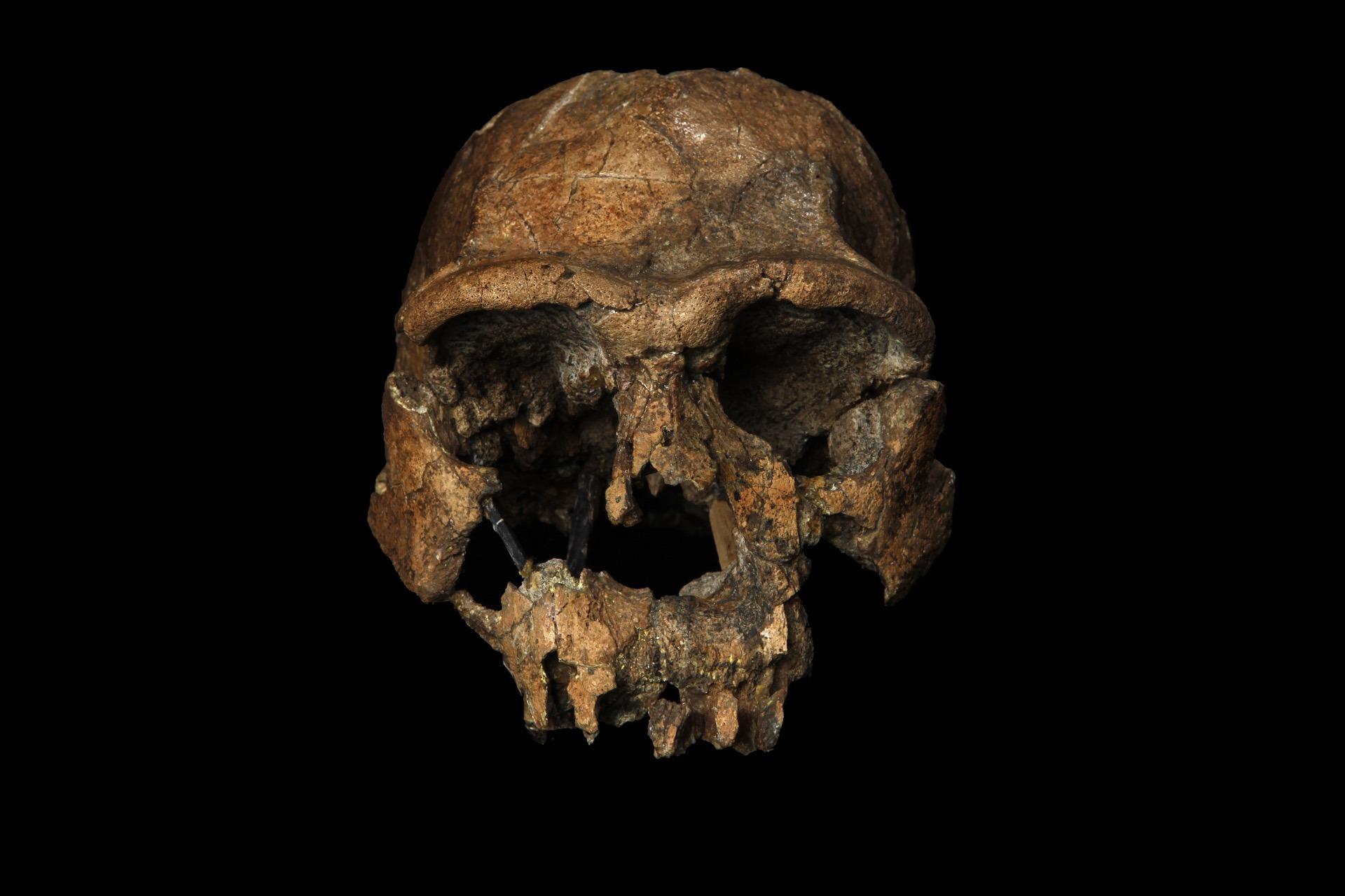 KNM-ER 3733 (Homo erectus)