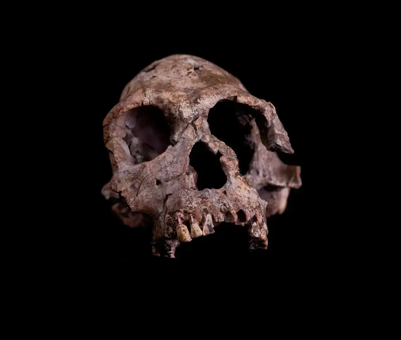 KNM-ER 1813 (Homo habilis)