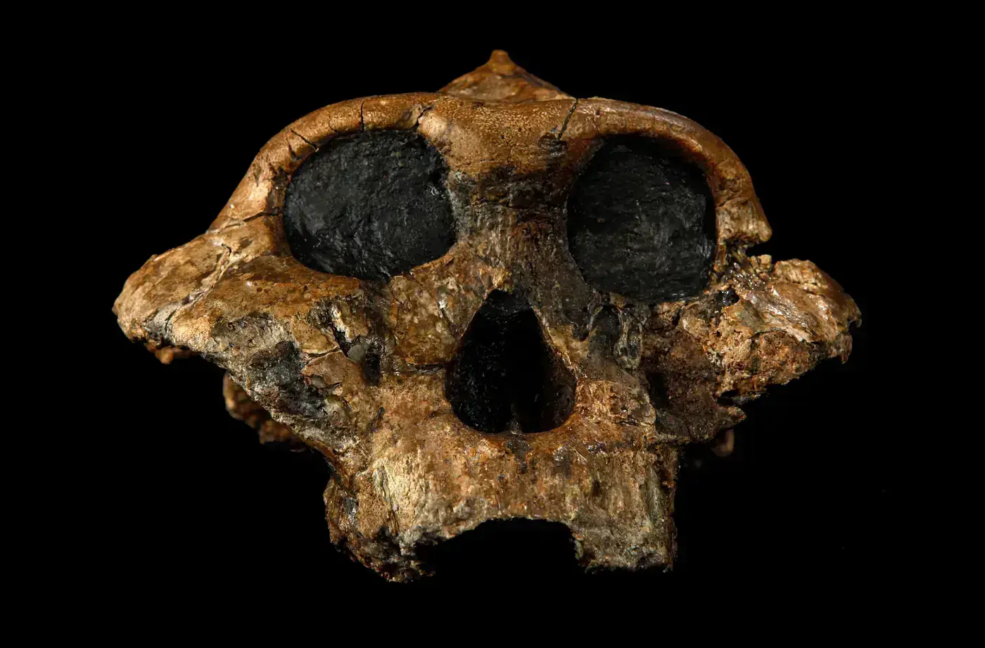 KNM-ER 406 (Paranthropus boisei)