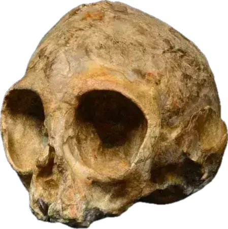 KNM-NP 59050 (Nyanyapithecus alesi)