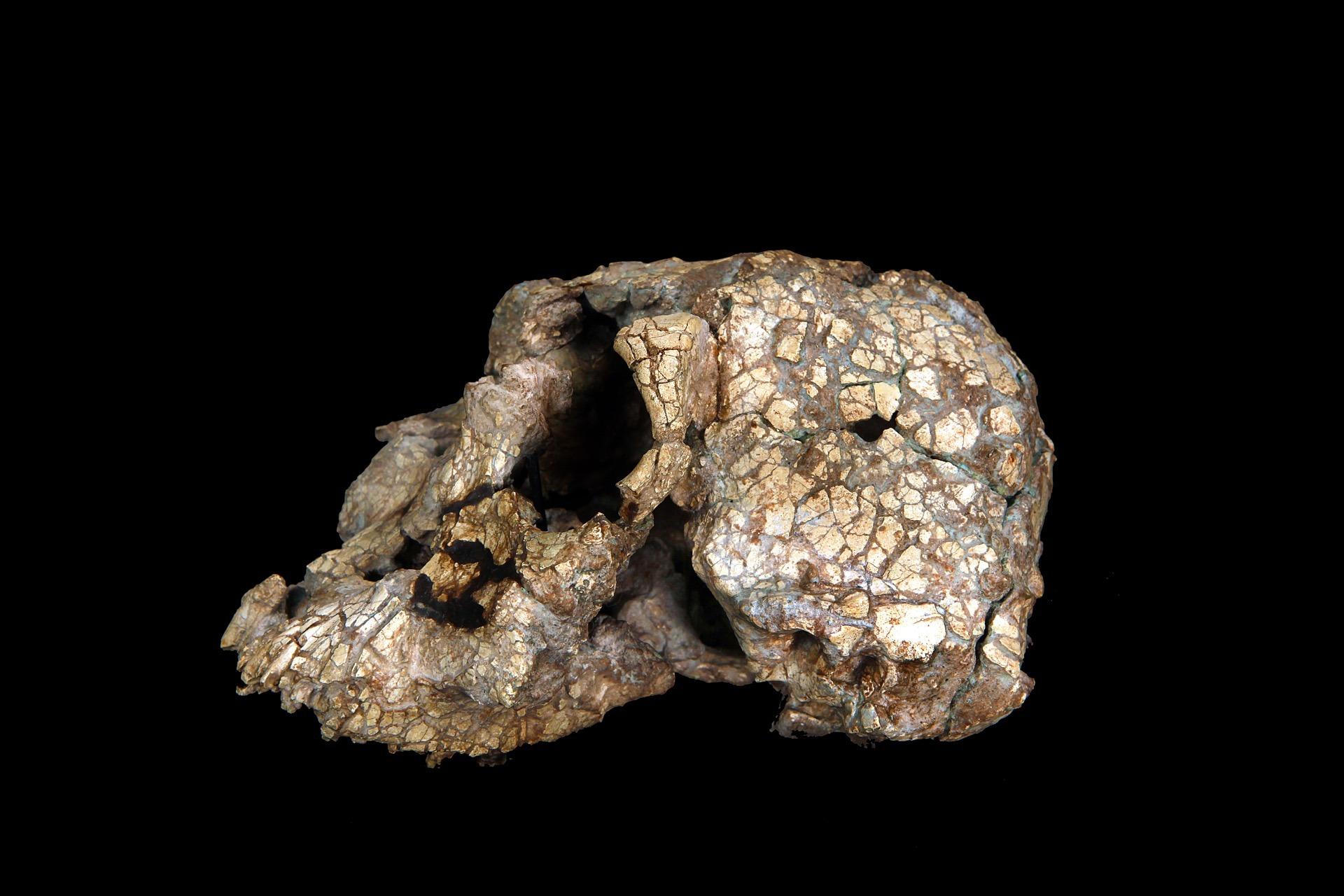 KNM-WT 40000 (Kenyanthropus platyops)